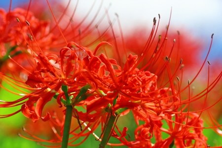 ロイヤリティフリー彼岸花 花 言葉 赤 最高の花の画像